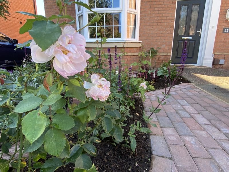 Rose garden, coventry